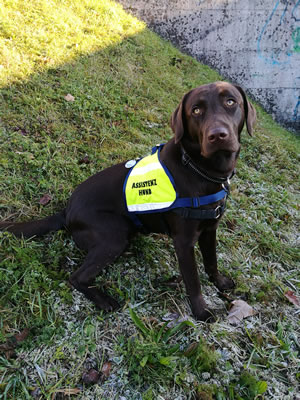 Dualassistenzhund Leroy mit der von treuehelfer.ch gesponserten Kenndecke